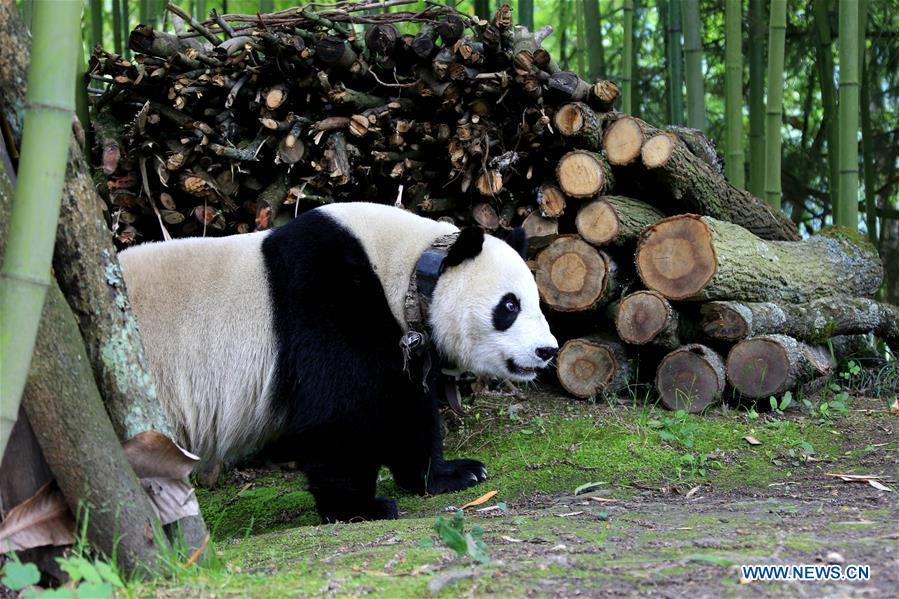 A giant panda is spotted wandering in Jinbo Village, Wenchuan County, southwest China\'s Sichuan Province, May 31, 2018. A giant panda has been caught casually wandering around a village in southwest China\'s Sichuan Province Thursday morning, as locals were repairing a road. Worried about scaring the animal, the villagers immediately stopped working and reported its presence to forestry authority and the local government. The China Conservation and Research Center for Giant Pandas said it was a captive panda that belonged to the center. (Xinhua/Wu Paiyong)