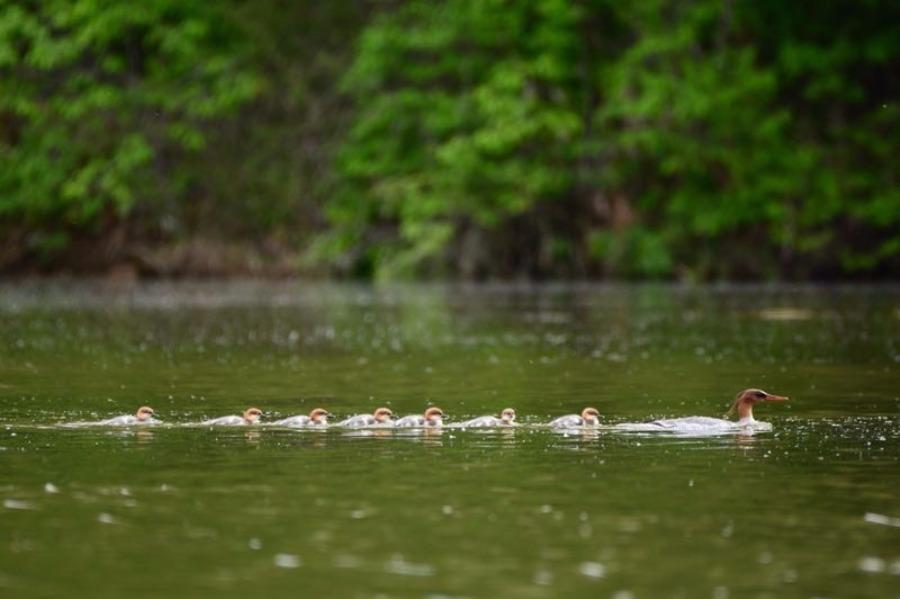 A Chinese merganser with its babies is seen at a water area in NE Jilin\'s Fusong county. Jin Zhigui, a photographer, got the perfect shot after waiting for two weeks. As the ecological environment improves every year, more than 200 Chinese mergansers will fly to Changbai Mountain region in the spring. (Photo by Jin Zhigui/for chinadaily.com.cn)