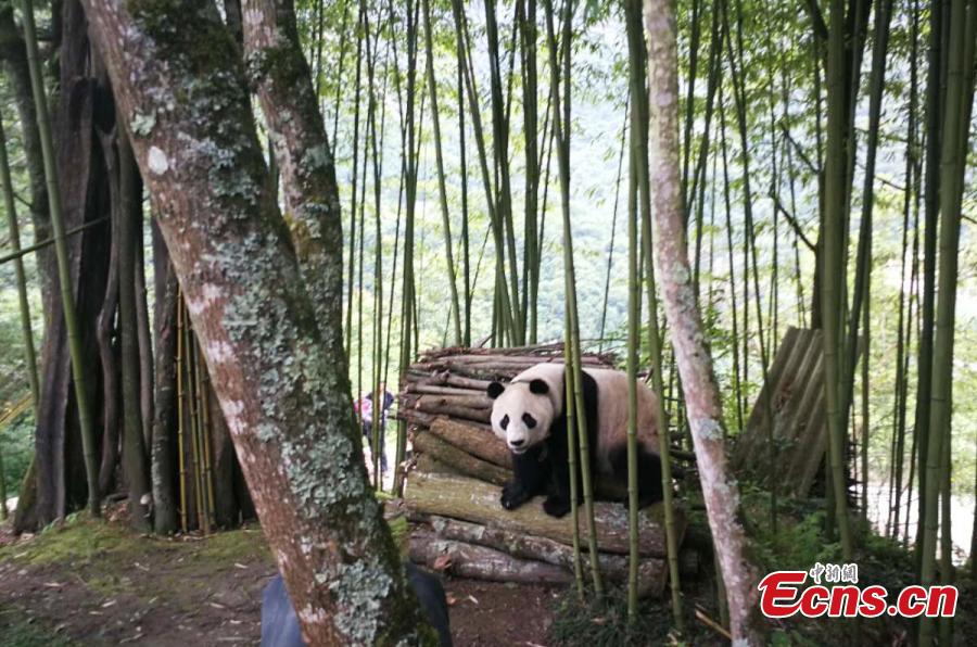 A captive giant panda released into the wild for research purposes strolls about in a village in Wenchuan County, Southwest China’s Sichuan Province, May 31, 2018. Many villagers took the opportunity to take photos or make videos of the bear’s surprise visit. (Photo: China News Service/Wu Paiyong)