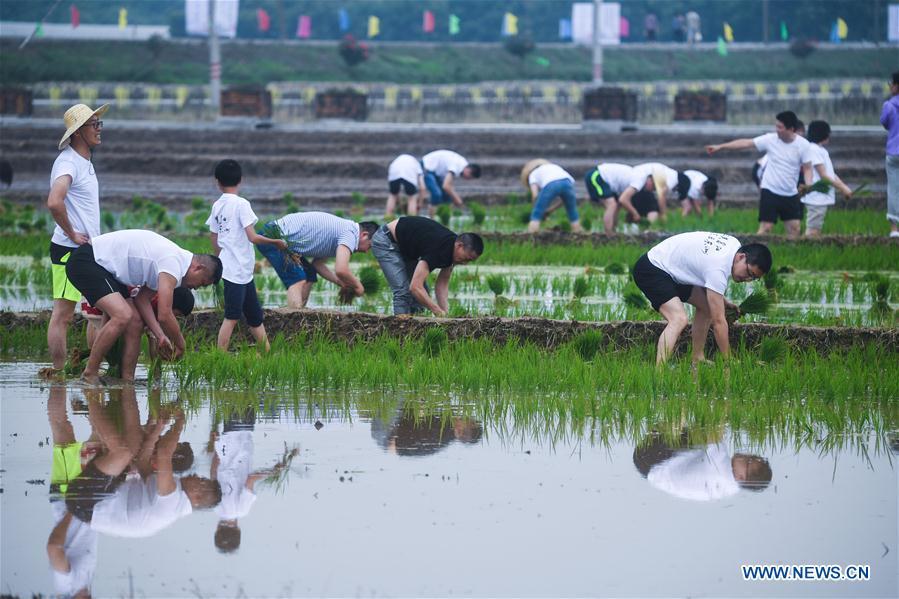 People participate in a rice transplanting game in Hongqi Village of Hangzhou, east China\'s Zhejiang Province, June 2, 2018. The game was organized to evoke people\'s memory of traditional farming customs and promote local tourism. (Xinhua/Xu Yu)