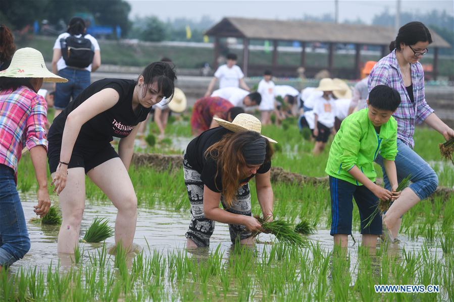 People participate in a rice transplanting game in Hongqi Village of Hangzhou, east China\'s Zhejiang Province, June 2, 2018. The game was organized to evoke people\'s memory of traditional farming customs and promote local tourism. (Xinhua/Xu Yu)