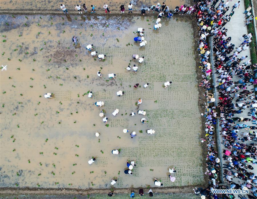 Aerial photo shows people participating in a rice transplanting game in Hongqi Village of Hangzhou, east China\'s Zhejiang Province, June 2, 2018. The game was organized to evoke people\'s memory of traditional farming customs and promote local tourism. (Xinhua/Xu Yu)
