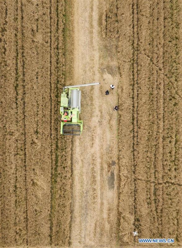 In this aerial photo taken on June 2, 2018, an unmanned combine harvester works in a field during the demonstration of an agricultural pilot program featuring unmanned production process in Xinghua, east China\'s Jiangsu Province. (Xinhua/Li Xiang)