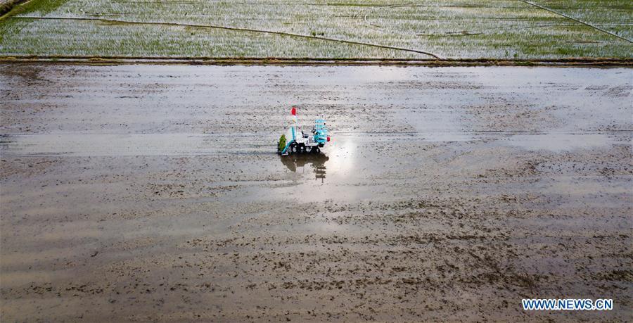 In this aerial photo taken on June 2, 2018, an unmanned rice transplanter works in a field during the demonstration of an agricultural pilot program featuring unmanned production process in Xinghua, east China\'s Jiangsu Province. (Xinhua/Li Xiang)