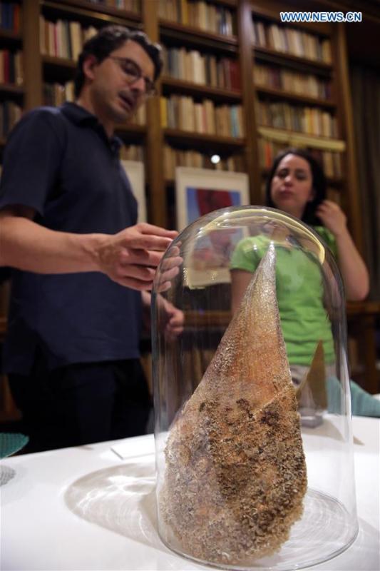 Panos Sakkas (L), co-founder of the design and research studio New Raw, presents a seashell during the exhibition \