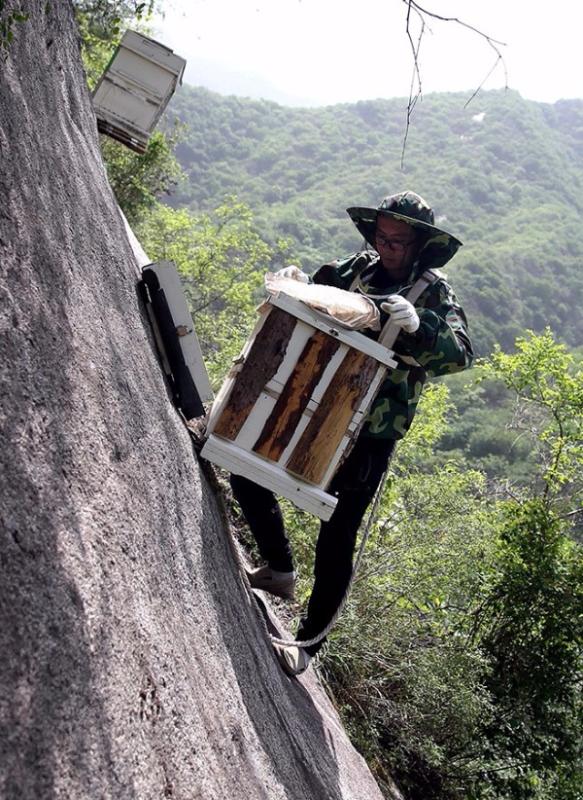 Nie examines the beehive to make sure it is intact. 
(Photo/China Daily)