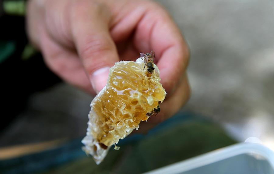 Nie uses a knife to peel the honey off the beehive.(Photo/China Daily)