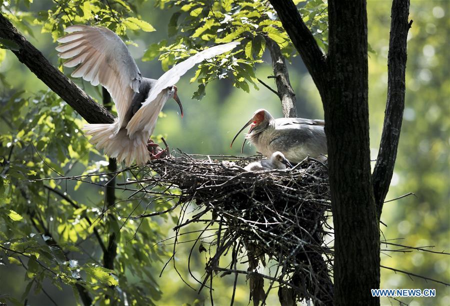 A couple of crested ibis takes care of their nestlings at Tianling Village of Yangxian County in Hanzhong City, northwest China\'s Shaanxi Province, June 2, 2018. The crested ibis were thought to be extinct in the wild until the discovery of seven wild crested ibises on May 23, 1981 in Yangxian, Shaanxi Province. After decades of conservation, the population of the endangered bird species has been growing. About 2,500 crested ibis live in Shaanxi Province. Their habitat covers around 14,000 square kilometers. (Xinhua/Tao Ming)