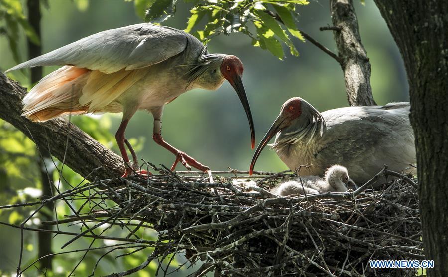 A crested ibis feeds nestlings at Tianling Village of Yangxian County in Hanzhong City, northwest China\'s Shaanxi Province, June 2, 2018. The crested ibis were thought to be extinct in the wild until the discovery of seven wild crested ibises on May 23, 1981 in Yangxian, Shaanxi Province. After decades of conservation, the population of the endangered bird species has been growing. About 2,500 crested ibis live in Shaanxi Province. Their habitat covers around 14,000 square kilometers. (Xinhua/Tao Ming)