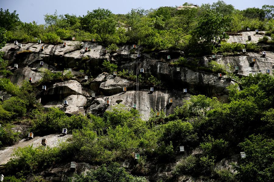 More than 100 wooden boxes hang from a cliff in Xikouwai village. (Photo/China Daily)

Bee-keeping and honey production is thriving in the Yanshan Mountains area

More than 100 wooden boxes about 60 centimeters high and 40 centimeters wide hang from a cliff in Xikouwai village, Fengjiabu town, Miyun district, Beijing. 150 meters from the ground, it is the largest cliff bee feeding yard in the country and is also the core area of the Apis Cerana Reserve. Inside the beehive are native Asian honey bees. Hanging the boxes from the cliff is to restore the bee lifestyle, and to protect them from snakes and rats. The \