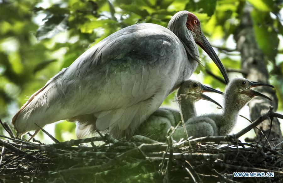 A crested ibis takes care of nestlings at Tianling Village of Yangxian County in Hanzhong City, northwest China\'s Shaanxi Province, June 2, 2018. The crested ibis were thought to be extinct in the wild until the discovery of seven wild crested ibises on May 23, 1981 in Yangxian, Shaanxi Province. After decades of conservation, the population of the endangered bird species has been growing. About 2,500 crested ibis live in Shaanxi Province. Their habitat covers around 14,000 square kilometers. (Xinhua/Tao Ming)