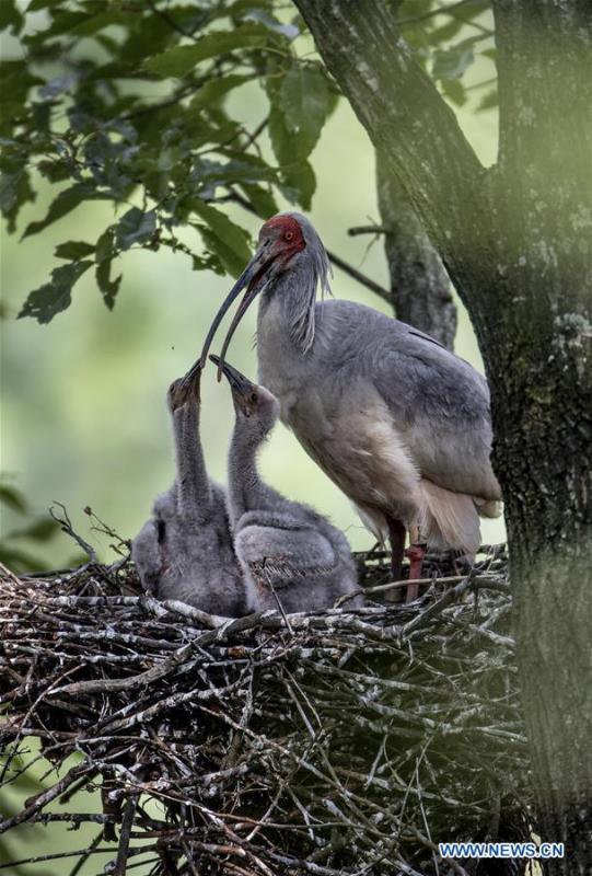 A crested ibis feeds nestlings at Tianling Village of Yangxian County in Hanzhong City, northwest China\'s Shaanxi Province, June 2, 2018. The crested ibis were thought to be extinct in the wild until the discovery of seven wild crested ibises on May 23, 1981 in Yangxian, Shaanxi Province. After decades of conservation, the population of the endangered bird species has been growing. About 2,500 crested ibis live in Shaanxi Province. Their habitat covers around 14,000 square kilometers. (Xinhua/Tao Ming)