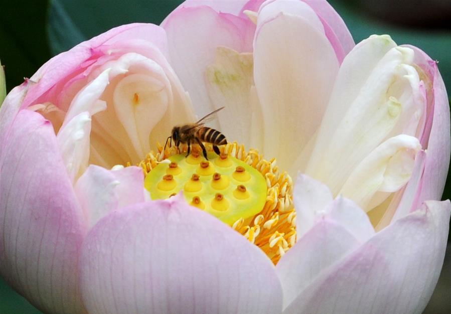 A bee collects honey on a lotus flower at the Zhuozhengyuan Garden in Suzhou, east China\'s Jiangsu Province, June 3, 2018. (Xinhua/Hang Xingwei)