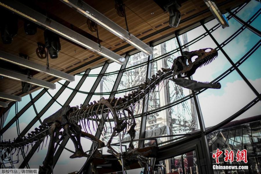 A dinosaur fossil is on display on the first floor of the Eiffel Tower in Paris, France, June 2, 2018. Discovered in Wyoming in 2013, the mysterious dinosaur skeleton fetched more than $2 million at an auction on June 4. The extremely rare dinosaur skeleton, thought to be a new species belonging to the theropod family, dates back to the late Jurassic period and is 150 million years old. (Photo/Agencies)