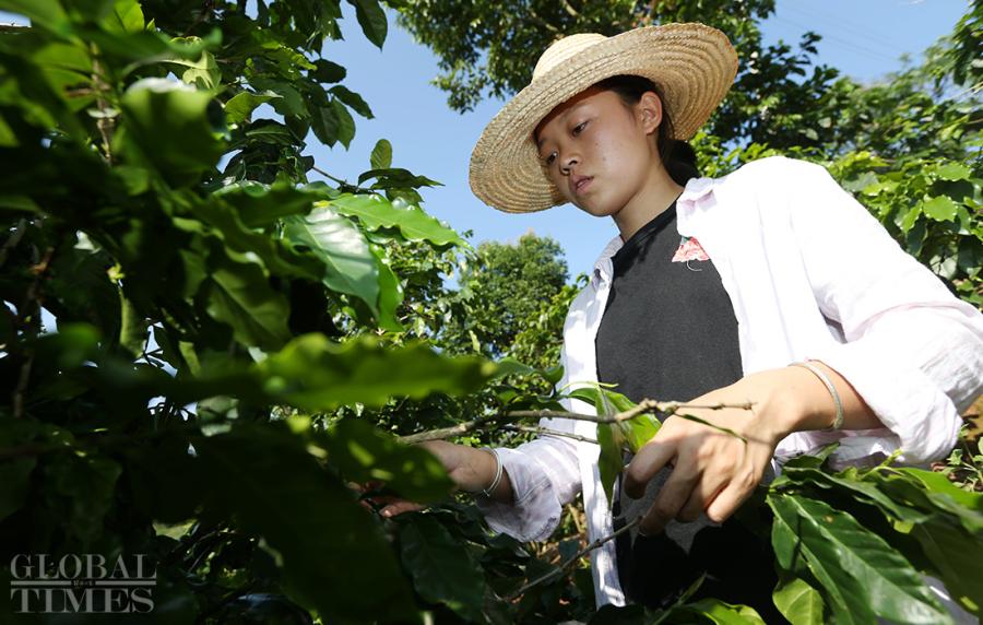 Hua Runmei checks a coffee tree in Dakaihe Village near Pu’er City, Yunnan Province. (Photo: Cui Meng/GT)