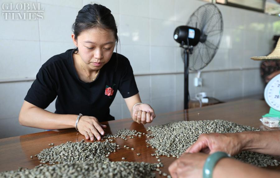 Hua Runmei sorts coffee beans with fellow villagers. (Photo: Cui Meng/GT)