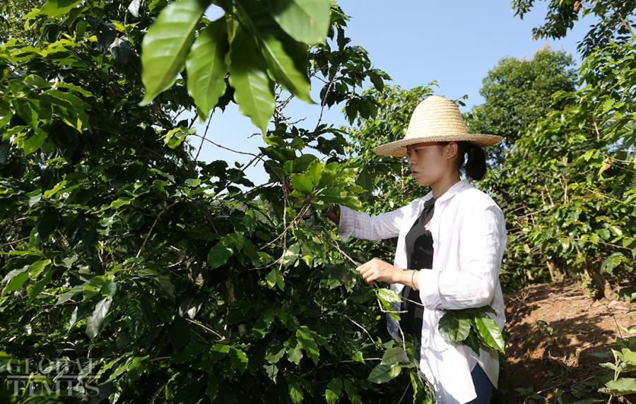 Hua Runmei, a girl born in the 90s and from Yunnan Province, checks a coffee tree in her hometown, Dakaihe Village near Pu\'er City, Yunnan Province. (Photo: Cui Meng/GT)

Worried about the low prices of coffee beans from her hometown, Hua Runmei, a girl born in the 90s and from Yunnan Province, returned to her hometown Dakaihe Village, located near Pu\'er City, Yunnan Province, and decided to increase the selling power of the coffee beans in her village. She studied and practiced for several years after initially graduating with a bachelor\'s degree in interior design, and now grows high-quality coffee beans, which have an organic certification from the EU. By selling coffee beans to overseas market, Hua Runmei has elevated many of the local coffee growers out of poverty.
