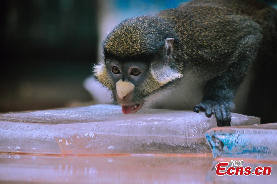 Photo taken on June 6, 2018 shows animals are trying all possible ways to keep cool at Tianjin Zoo as temperatures continue rising. (Photo: China News Service/Tong Yu)