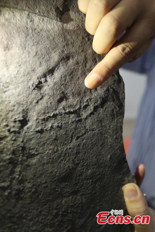 Chen Zhe, a researcher with the Nanjing Institute of Geology and Paleontology at the Chinese Academy of Sciences, shows the earliest known footprints left by an animal on earth, which date back at least 541 million years, in Nanjing, Jiangsu Province, June 7, 2018. Researchers from the institute and Virginia Tech University in the United States found the tracks in the Three Gorges area and published their report in the US journal Science Advances. (Photo: China News Service/Yang Bo)