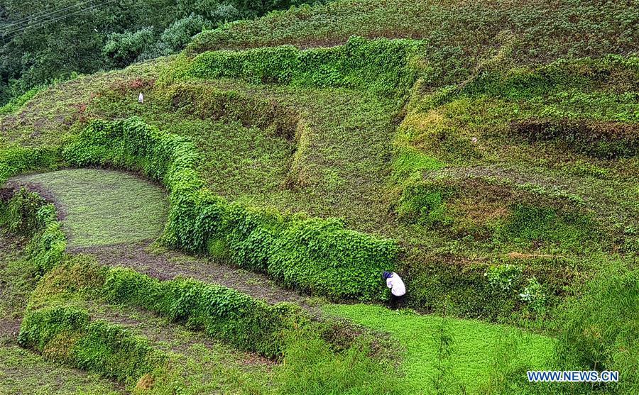 A man works in the field at Chhomrong village of Kaski district in Nepal, June 6, 2018. (Xinhua/Sunil Sharma)