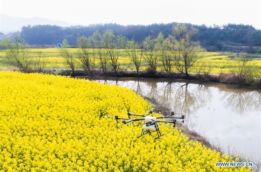 An agricultural drone sprays in the rapeseed fields in Guling Village, Jiujiang of east China\'s Jiangxi Province, March 21, 2018. Over the last few years, unmanned aerial vehicles (UAVs) have increasingly embedded in everyday life all around China. The duties of these civil drones range from agriculture, transportation to entertainment. The commercial sector relies on unmanned platforms for a variety of services, including aerial photography, crop monitoring, rescuing, delivering and performances. The wide use of drones not only makes life more convenient, but also broadens the imagination of Chinese people towards the coming future. (Xinhua/Fu Jianbin)