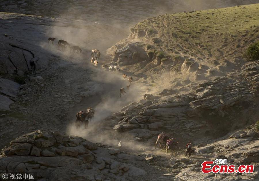 Herdsmen of Kazakh ethnic group started transferring cows and sheep to summer pastures in Altay City, northwest China\'s Xinjiang Uygur Autonomous Region in June, 2018. Herdsmen of Kazakh ethnic group are busy transferring livestock to summer pastures during the peak time, from June 6 to 7. (Photo/CFP)