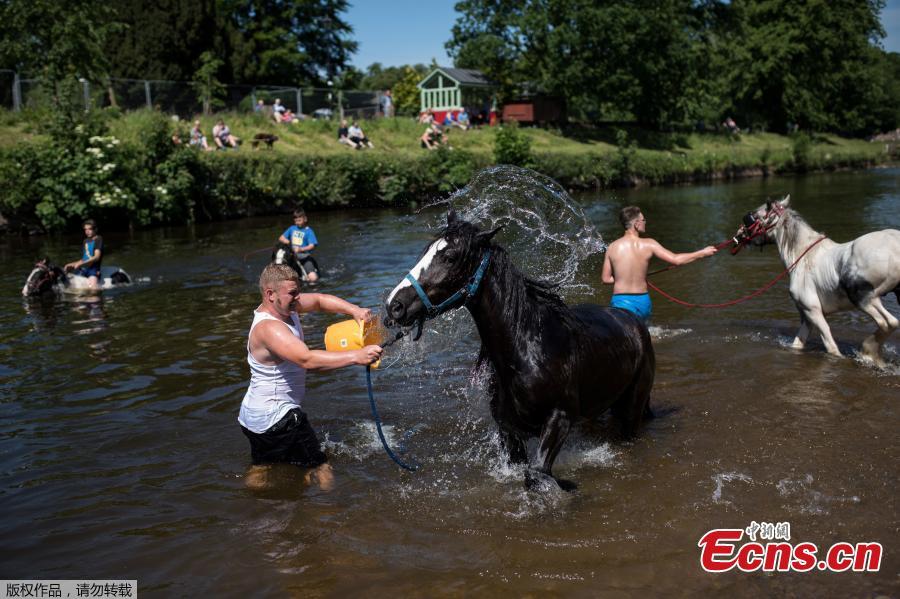 Pictures taken on June 7, 2018 show travelers washing and cooling off their horses in the Eden River as Appleby Horse Fair 2018 gets underway. Around 40,000 travelers from across the world descend on the area for the seven day festival, a tradition that dates back to the 17th century.(Photo/Agencies)