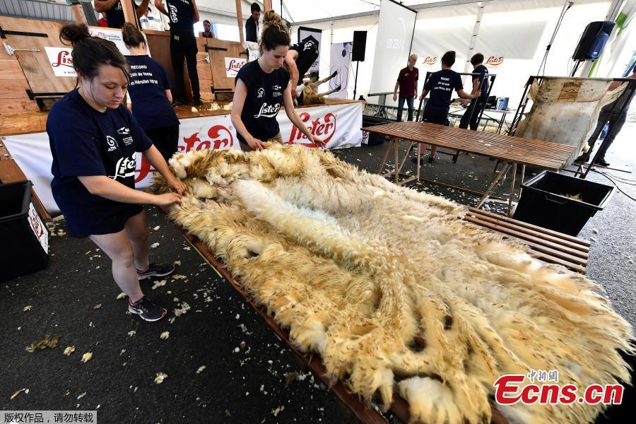 Assistants handle the wool from freshly shorn sheep on June 9, 2018 during the 24 hours sheep shearing contest in Coulonges, western France. Over the course of the 24-hour contest more than 2,500 sheep are shorn by two teams of three shearers with an average of one sheep per minute. (Photo/Agencies)
