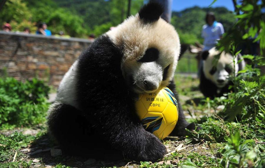 A panda shows off its soccer skills at the China Conservation and Research Center for Giant Panda in Southwest China\'s Sichuan Province on June 10 ahead of the FIFA World Cup. (Photo/Courtesy of the China Conservation and Research Center for Giant Panda)