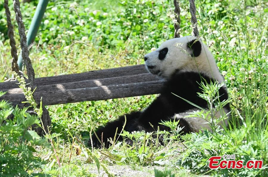 Photo taken on June 10, 2018 shows a giant panda born this year at the China Conservation and Research Center for the Giant Panda plays on a sunny day. (Photo: China News Service/An Yuan)