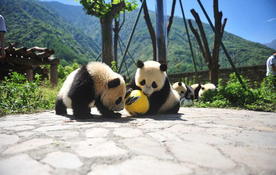 Pandas show off their soccer skills at the China Conservation and Research Center for Giant Panda in Southwest China\'s Sichuan Province on June 10 ahead of the FIFA World Cup.  (Photo/Courtesy of the China Conservation and Research Center for Giant Panda)