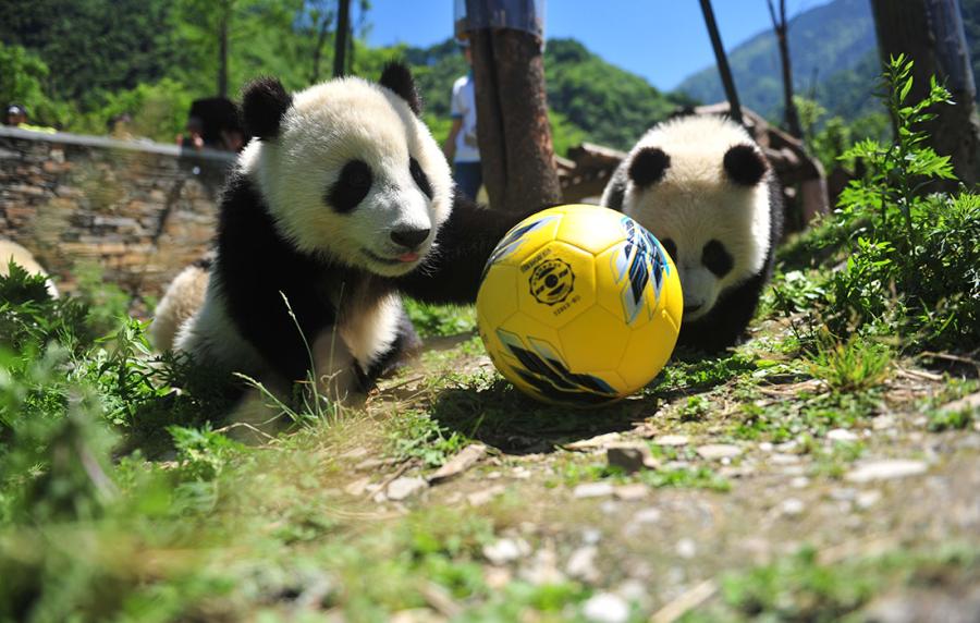 Pandas show off their soccer skills at the China Conservation and Research Center for Giant Panda in Southwest China\'s Sichuan Province on June 10 ahead of the FIFA World Cup. (Photo/Courtesy of the China Conservation and Research Center for Giant Panda)

As the 2018 FIFA World Cup approaches, let\'s see how giant pandas in SW China\'s Sichuan are preparing for the big event!