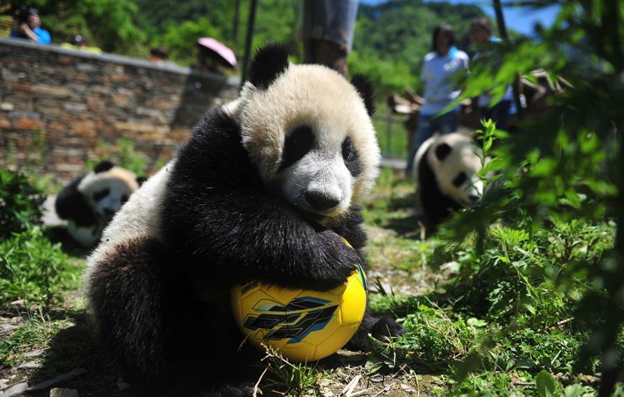 A panda shows off its soccer skills at the China Conservation and Research Center for Giant Panda in Southwest China\'s Sichuan Province on June 10 ahead of the FIFA World Cup.  (Photo/Courtesy of the China Conservation and Research Center for Giant Panda)