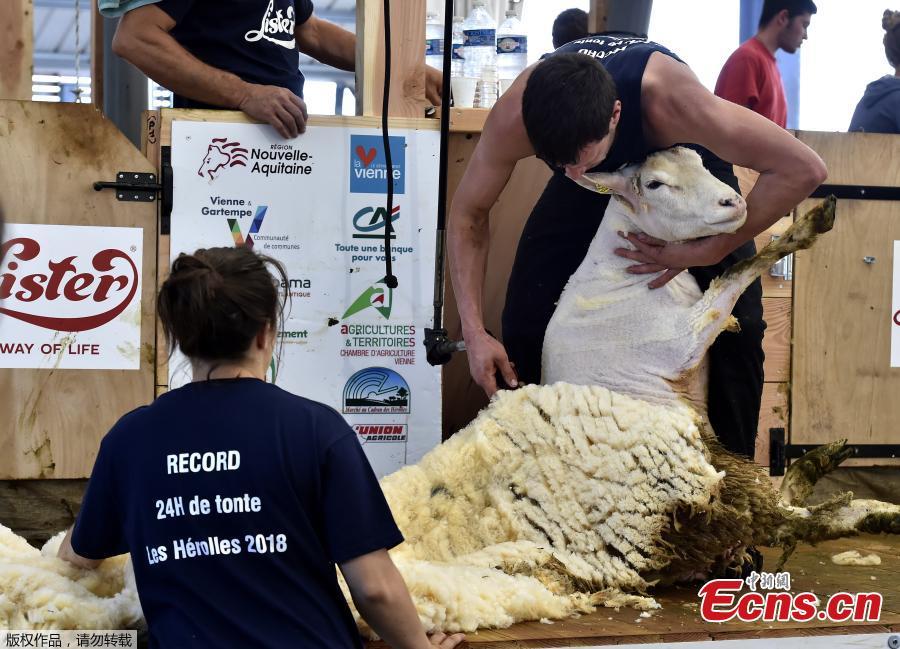 Competitor Gilles Grancher shears a sheep on June 9, 2018 during the 24 hours sheep shearing contest in Coulonges, western France. Over the course of the 24-hour contest more than 2,500 sheep are shorn by two teams of three shearers with an average of one sheep per minute. (Photo/Agencies)