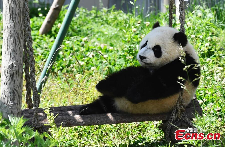 Photo taken on June 10, 2018 shows a giant panda born this year at the China Conservation and Research Center for the Giant Panda plays on a sunny day. (Photo: China News Service/An Yuan)