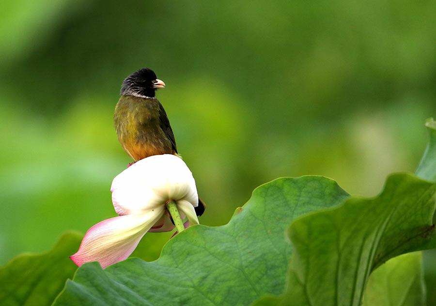 A bird rests on the stem of a lotus flower in the Huangshan scenic area in Anhui province on June 10, 2018. Lotus flowers are in full bloom in the region, as temperatures continue to rise. (Photo/Asianewsphoto)