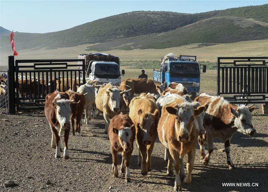 <?php echo strip_tags(addslashes(Erden leads his cattle towards the summer pasture at the Ar Horqin Banner in Chifeng City, north China's Inner Mongolia Autonomous Region, June 5, 2018. June 5 was the day for Erden's family to move their cattle to a summer pasture, about 40 kilometers away from their family. It is a tradition for nomadic herdsmen spending their lives following the water and pasture. The transfer provides cattle and sheep abundant food and enables the grassland to renew itself. Erden and his sister drive their trucks loaded with living households and lead over 80 cattle towards the summer pasture. After 12 hours' arduous journey, they arrived at their destination and prepared to set up yurt. They will stay here for a whole summer and return to their family in September. (Xinhua/Peng Yuan))) ?>