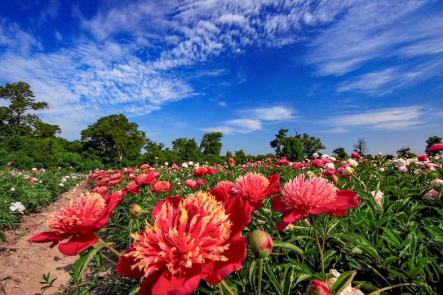 Peony flowers are in full bloom in the peony park of Baoma village at the foot of Changbai Mountain, Jilin province. The park, which is home to 106 varieties of peony species, covers an area of 20,000 square meters. (Photo by Sun Mingsheng/For chinadaily.com.cn)