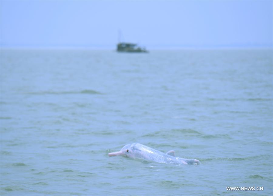 A Chinese white dolphin sports in the Sanniangwan sea area in Qinzhou City, south China\'s Guangxi Zhuang Autonomous Region, June 10, 2018. (Xinhua/Zhou Hua)