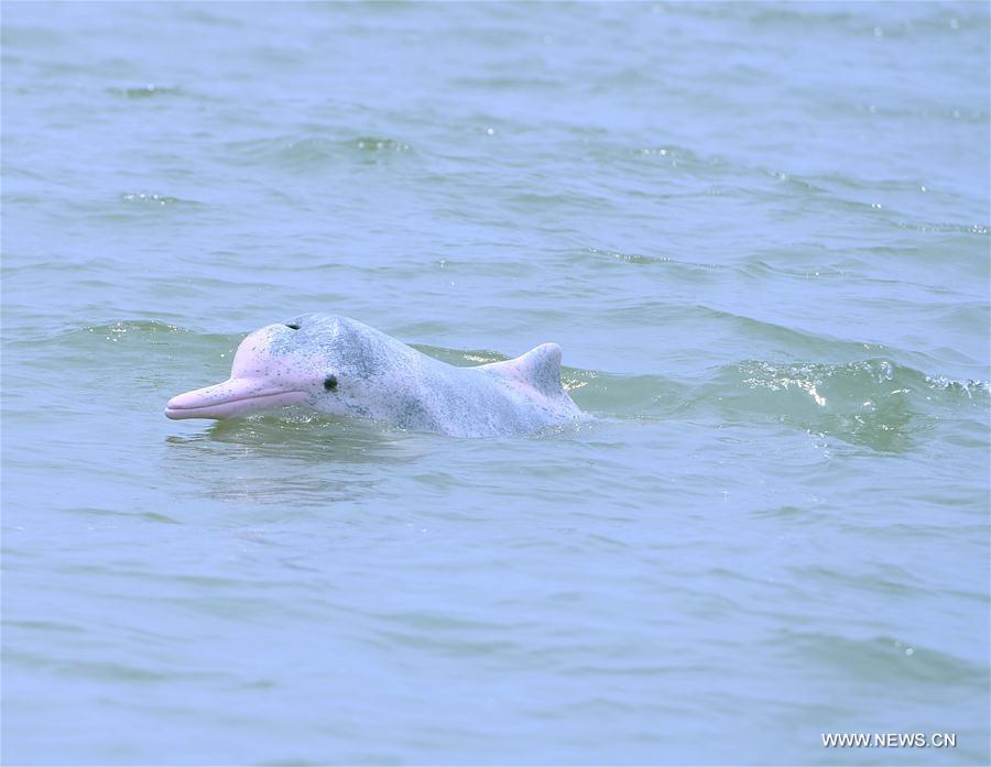 A Chinese white dolphin sports in the Sanniangwan sea area in Qinzhou City, south China\'s Guangxi Zhuang Autonomous Region, June 10, 2018. (Xinhua/Zhou Hua)