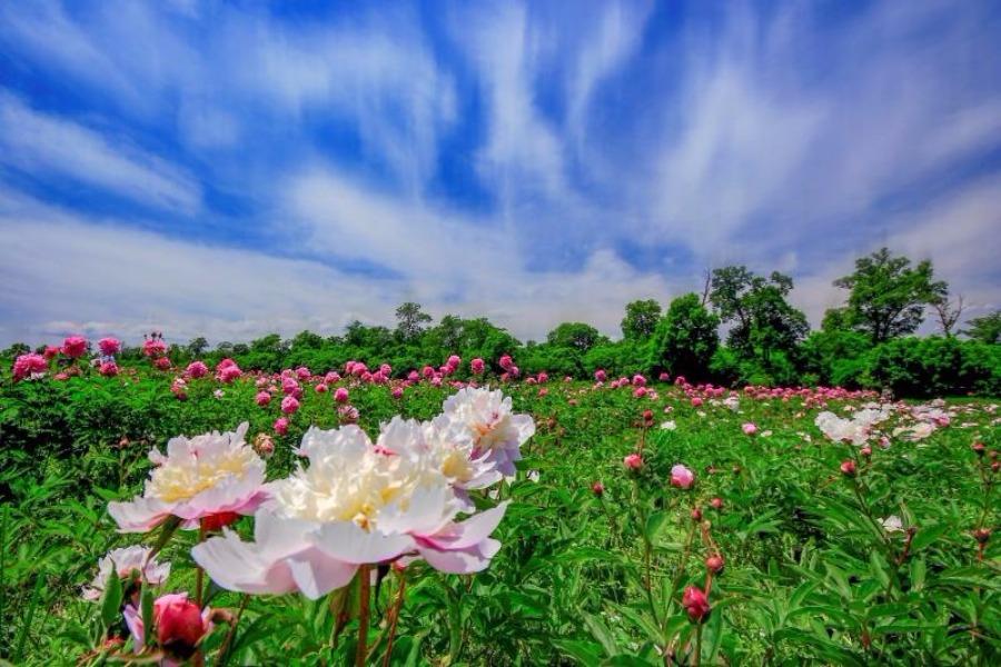 Peony flowers are in full bloom in the peony park of Baoma village at the foot of Changbai Mountain, Jilin province. The park, which is home to 106 varieties of peony species, covers an area of 20,000 square meters. (Photo by Sun Mingsheng/For chinadaily.com.cn)