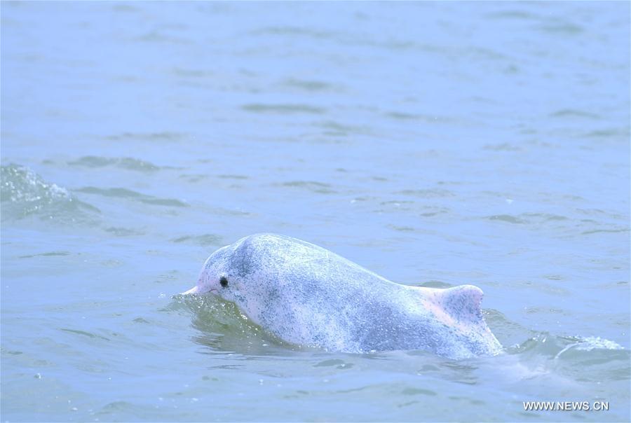 A Chinese white dolphin sports in the Sanniangwan sea area in Qinzhou City, south China\'s Guangxi Zhuang Autonomous Region, June 10, 2018. (Xinhua/Zhou Hua)