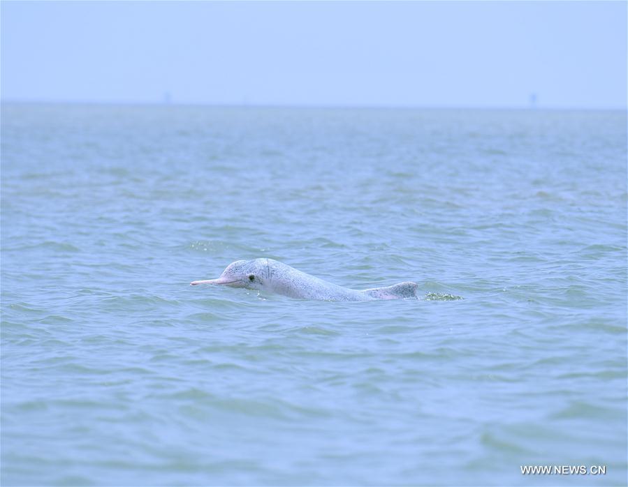 A Chinese white dolphin sports in the Sanniangwan sea area in Qinzhou City, south China\'s Guangxi Zhuang Autonomous Region, June 10, 2018. (Xinhua/Zhou Hua)