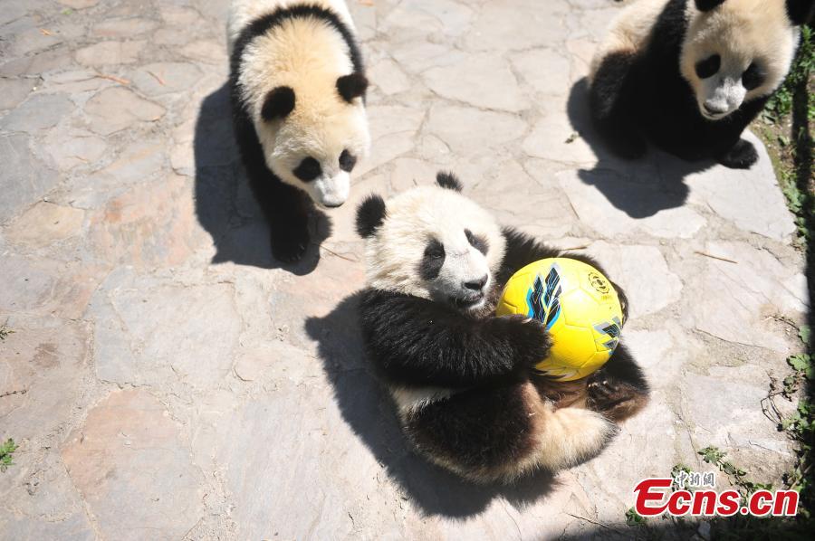 Giant pandas play football at Wolong Shenshuping Base of China Conservation and Research Center for Giant Pandas in Ngawa Tibetan and Qiang Autonomous Prefecture, Southwest China’s Sichuan Province. Eight pandas, all born in 2017, will participate in six events during the World Cup from June 14 to July 15 on iPanda.com, China\'s giant panda cam TV channel, according to the center. (Photo/VCG)