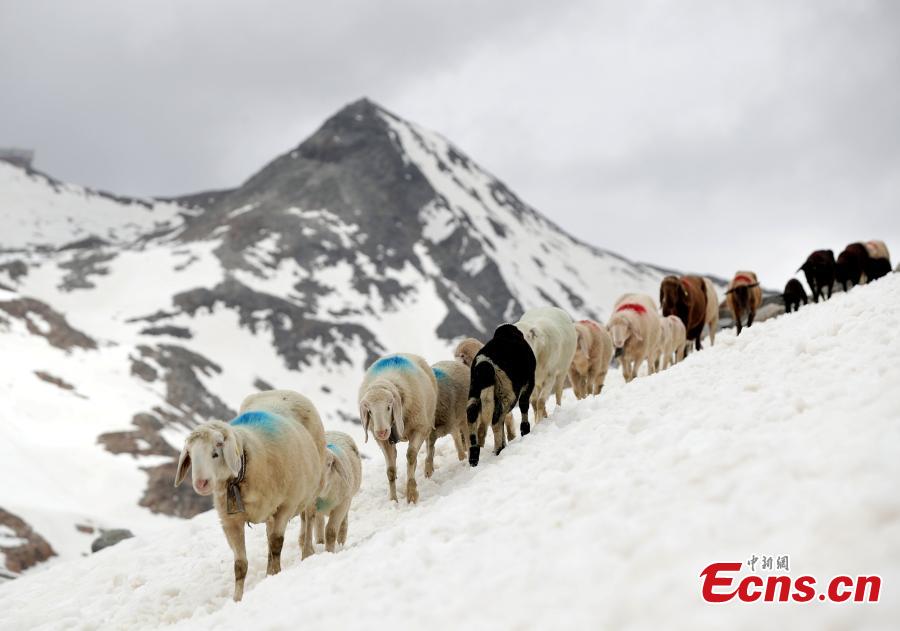 Sheep cross the alpine pass \