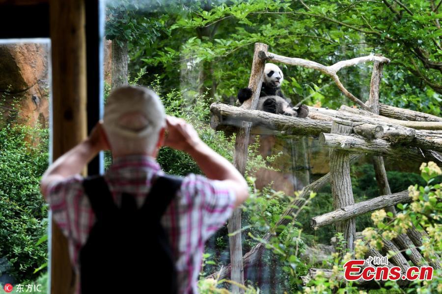 Photo taken on June 12, 2018 shows giant pandas Huan Huan and its cub Yuan Meng play at the Beauval Zoo in Saint-Aignan, France, June 12, 2018. The parents of Yuan Meng, Huan Huan and Yuan Zi, arrived in France in January 2012 on a 10-year loan from China. The name \