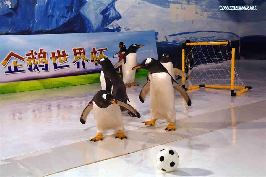 Penguins play football at the Harbin Polarland in Harbin, capital of northeast China\'s Heilongjiang Province, June 14, 2018. (Xinhua/Cao Jiyang)