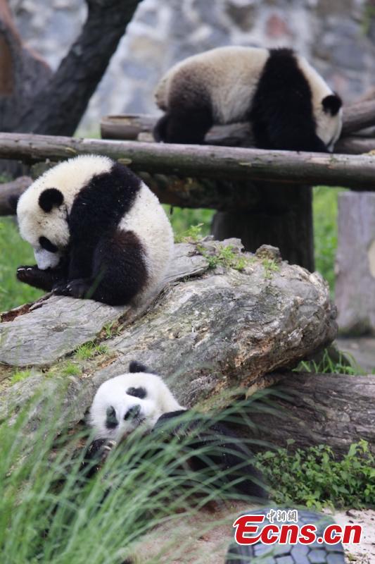 More than 100 business partners of a travel group, from 16 countries, visit the Dujiangyan base of the China Conservation and Research Center for the Giant Panda in Sichuan Province, June 13, 2018. The foreign visitors were given the opportunity to feed the giant pandas and clean their dens. (Photo: China News Service/Zhong Xin)