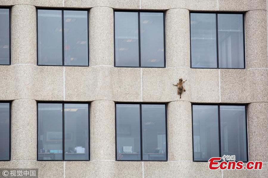 Photo taken on June 12, 2018 shows a raccoon made its way to the very top of the UBS Tower in St. Paul, Minnesota, U.S., as a captivated audience watched in the streets and on social media. The raccoon stopped along the way for a quick nap on a window ledge of the 23rd floor — more than 200 feet above the street, according to local news. (Photo/VCG)