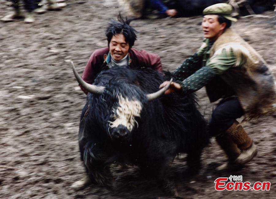 Tibetans shear yaks in Qiaoqi Tibet Autonomous Township of Baoxing County, Southwest China’s Sichuan Province. An important custom for Tibetans in the area, yak shearing usually takes place in May and June. Tibetan men are responsible for catching a yak, then women shear the animal while feeding it.(Photo: China News Service/Gao Huakang)